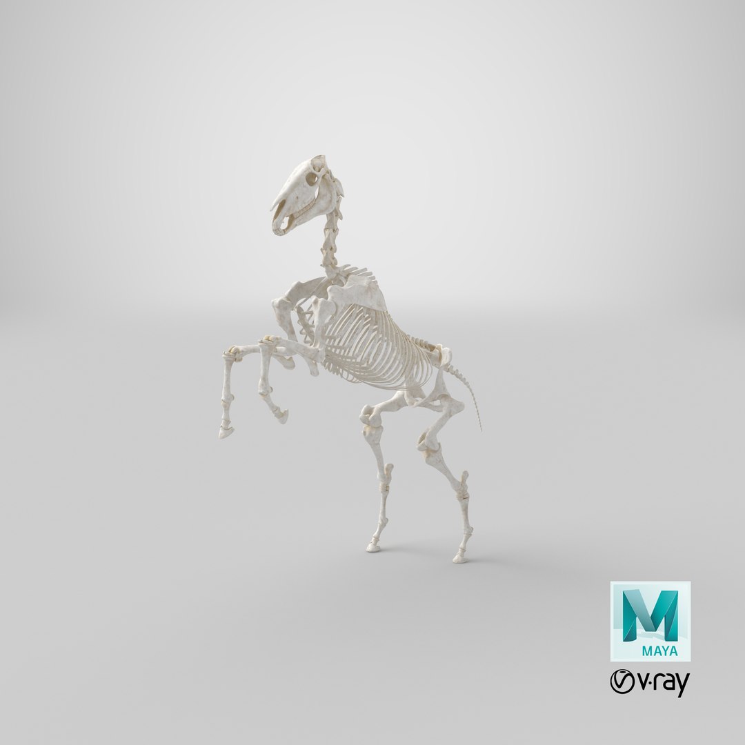 rearing horse skeleton 3D model https://p.turbosquid.com/ts-thumb/Jw/XmMKju/so/stemcell_maya_vray_render/png/1650619899/1920x1080/fit_q87/cd04e817b55fe4cdef4621d0e95dc7af94e01fc8/stemcell_maya_vray_render.jpg