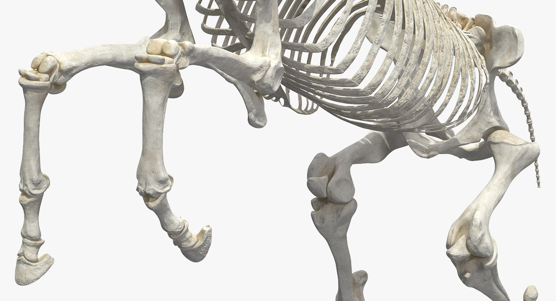 rearing horse skeleton 3D model https://p.turbosquid.com/ts-thumb/Jw/XmMKju/vjPiB8LY/rearinghorseskeleton3dmodel008/jpg/1540690649/1920x1080/fit_q87/f166ce1d52f565c7cab1d364b6cc87598ee48521/rearinghorseskeleton3dmodel008.jpg