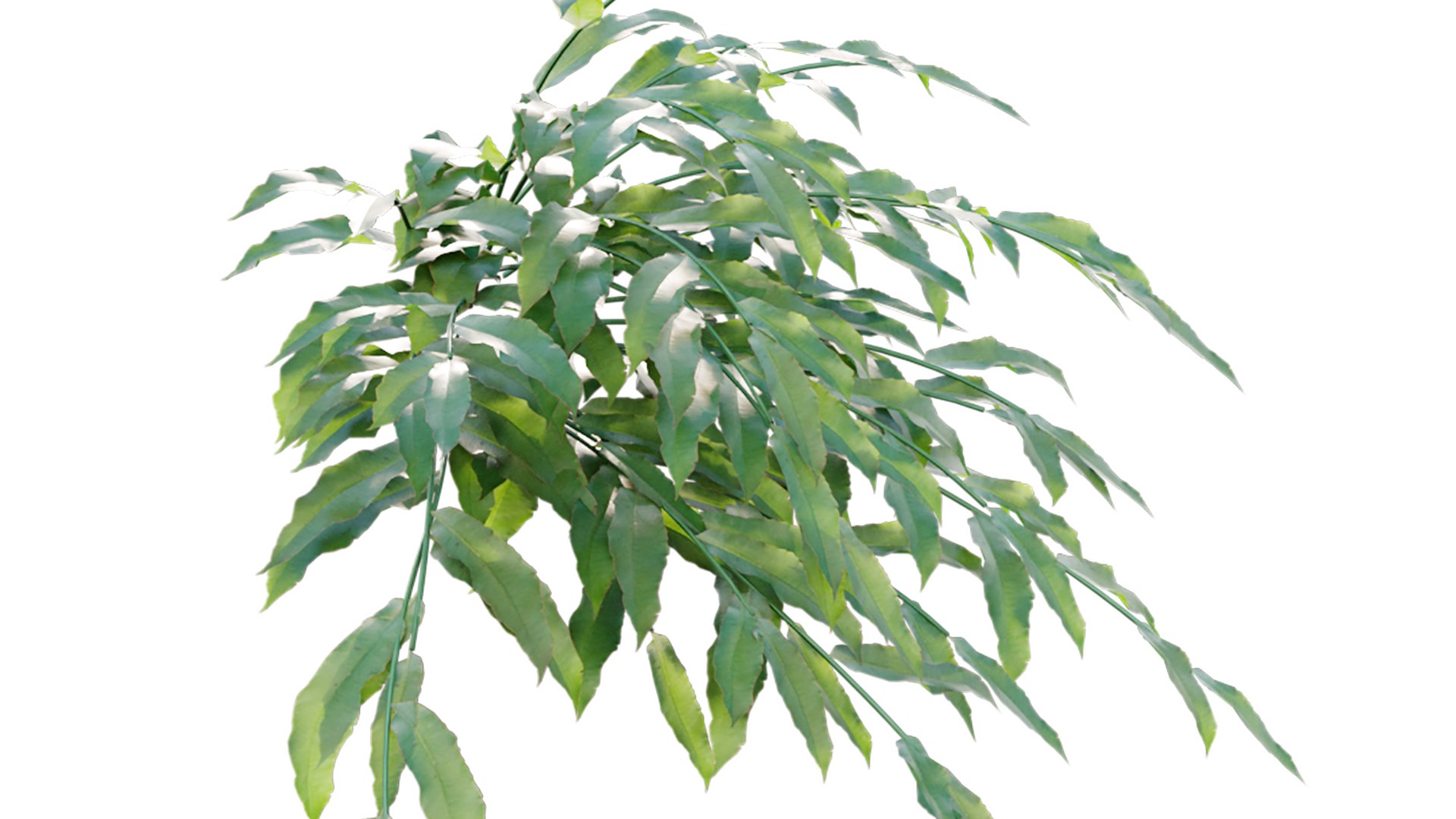 3D Coniogramme japonica https://p.turbosquid.com/ts-thumb/Jw/Z3sqoK/Xs/3dtree_coniogrammejaponica_03copy/jpg/1695025569/1920x1080/fit_q87/6ba5c636f794fccc2fd0b95a47a527e0915c5693/3dtree_coniogrammejaponica_03copy.jpg