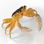 Ghost Crab