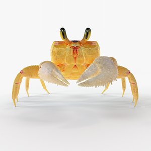 3D ghost crab model