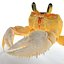 Ghost Crab