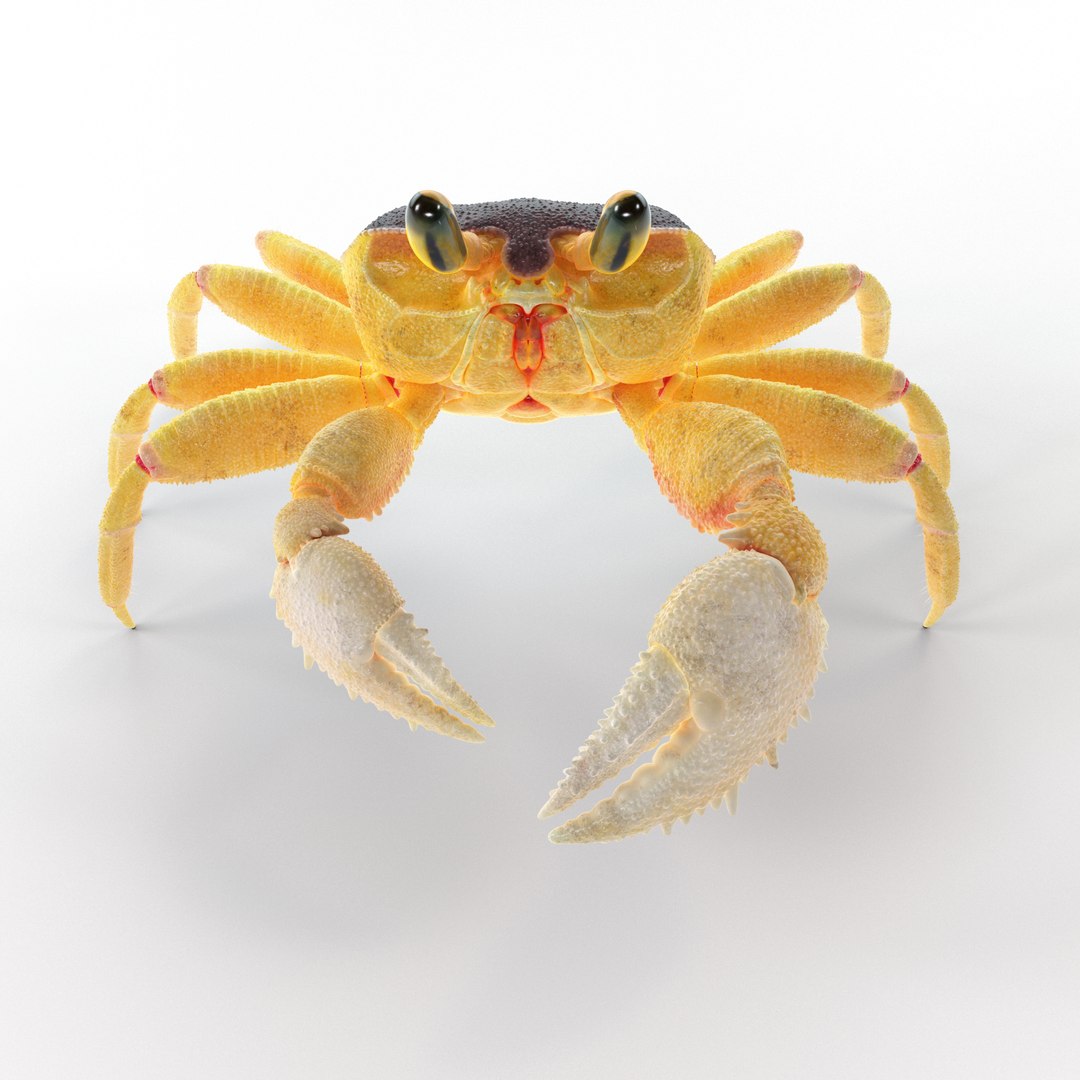 3D ghost crab model https://p.turbosquid.com/ts-thumb/Jw/dMAk1S/m31ap3Co/crab_rend_3/png/1498772663/1920x1080/fit_q87/76dc48019906241988bf2a9b1036494841ac7250/crab_rend_3.jpg