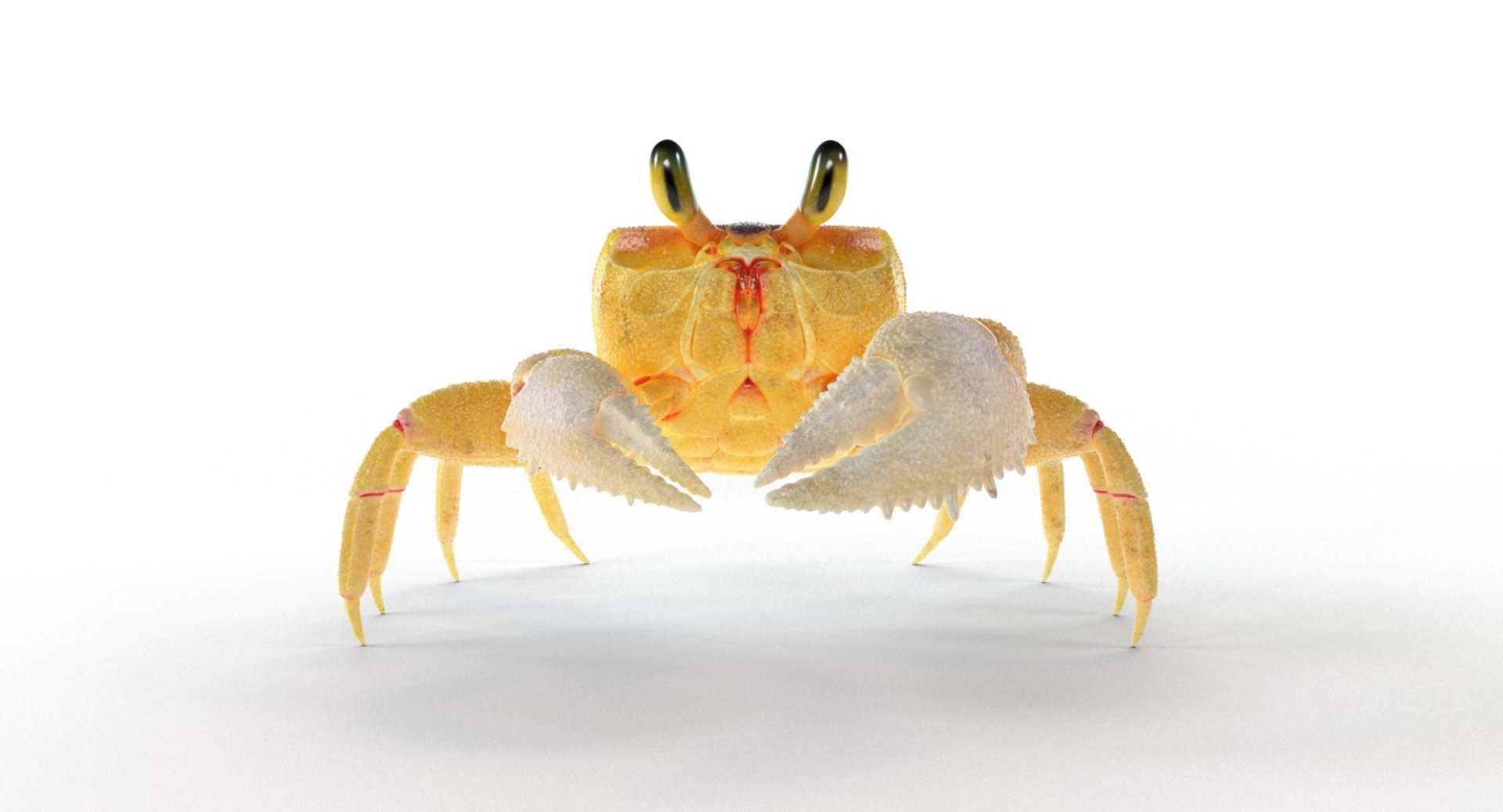3D ghost crab model https://p.turbosquid.com/ts-thumb/Jw/dMAk1S/qkNt9LJ6/crab/jpg/1498773374/1920x1080/turn_fit_q99/b3fc51c740188bd7317bf525e357b5ce295ab65f/crab-1.jpg
