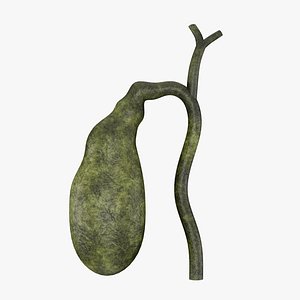 Gallbladder 3D Model - Realistic Human Intestines Anatomy 3D model