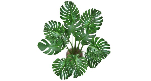 Monstera plant 3D model - TurboSquid 1339834