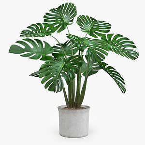 Monstera Plant