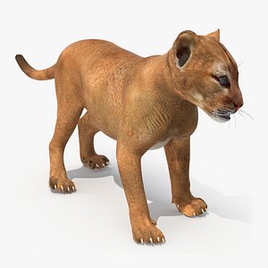 3D model Baby Puma Cub
