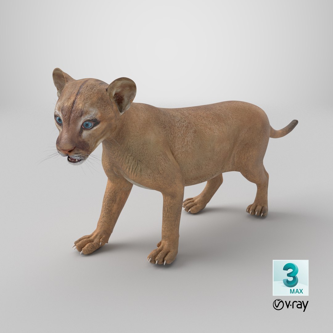 3D model Baby Puma Cub https://p.turbosquid.com/ts-thumb/Jw/mMxOqR/oQ/stemcell_max_vray_render/png/1738945665/1920x1080/fit_q87/098b26bf24d602e3ce911cc7025b985e829d90b4/stemcell_max_vray_render.jpg