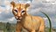 Baby Puma Cub