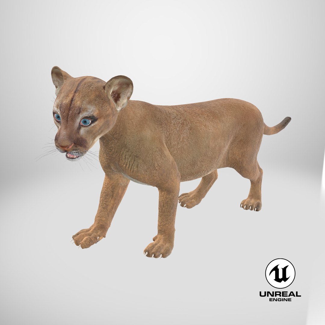 3D model Baby Puma Cub https://p.turbosquid.com/ts-thumb/Jw/mMxOqR/w2/stemcell_unreal_render/png/1738945669/1920x1080/fit_q87/0172d2fcf8a55991baed4977ff269ecb748fb876/stemcell_unreal_render.jpg