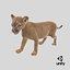 Baby Puma Cub