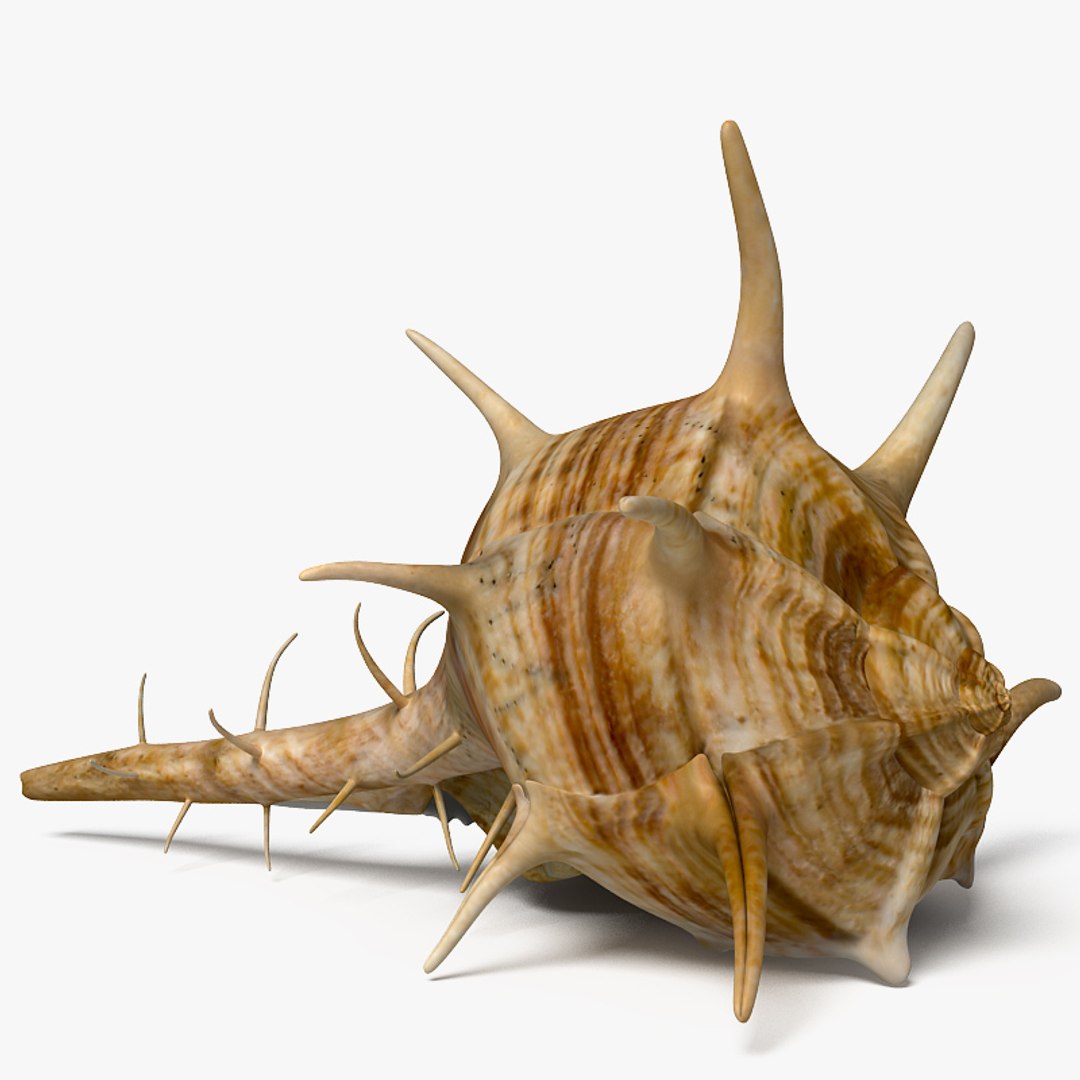 3d Max Seashell Murex