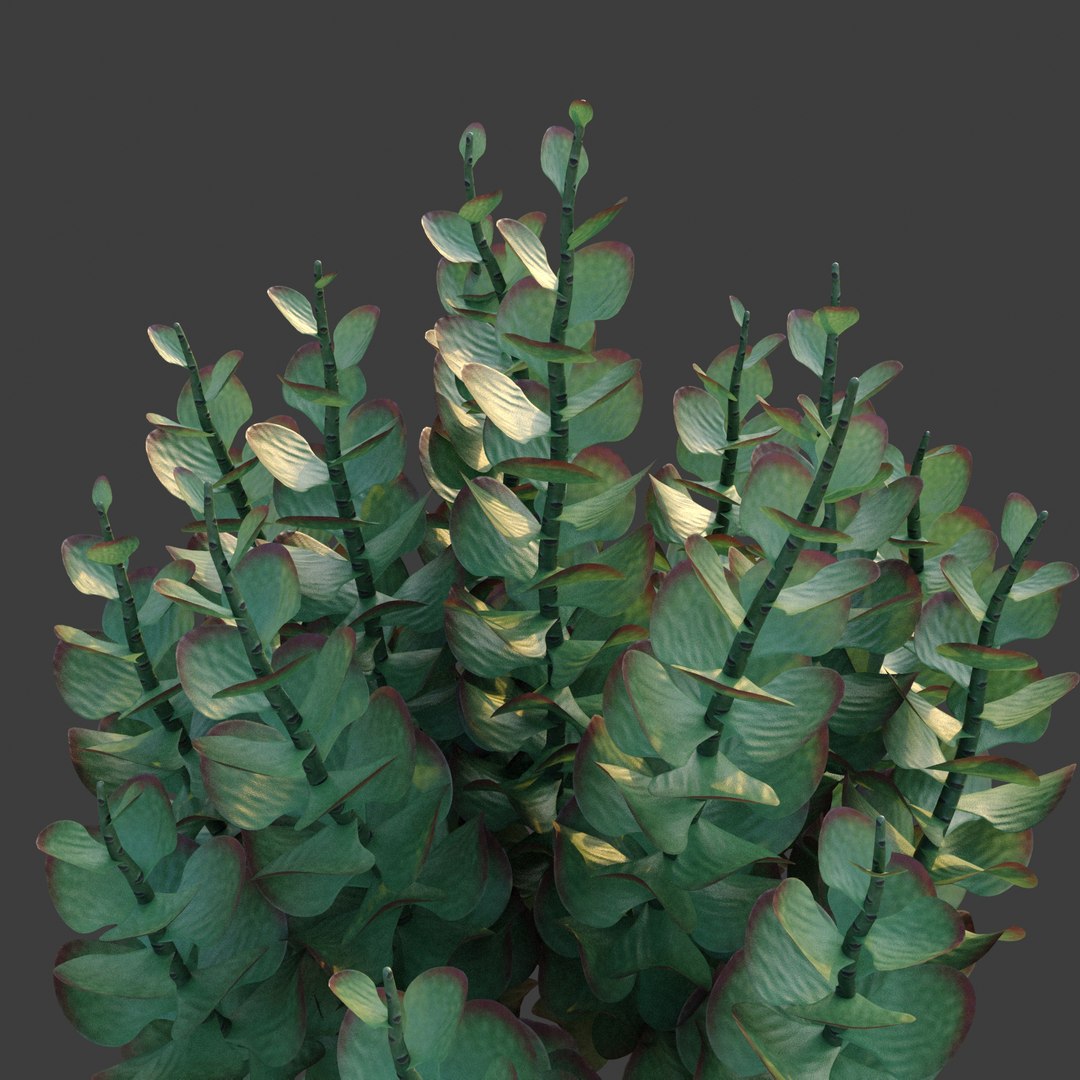 XfrogPlants Paddle Plant - Kalanchoe Thyrisiflora model - TurboSquid ...