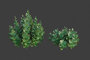 XfrogPlants Paddle Plant - Kalanchoe Thyrisiflora