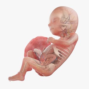 3D Fetus Anatomy Week 15 Static model
