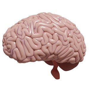 Human Brain 3D model