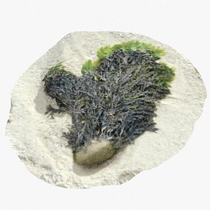 3D Alga From Brittany Coast 5