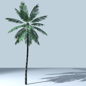 3d palm tree model