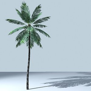 palm_tree_03