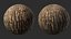 Textura de baldosa PBR de pino piñonero 8K