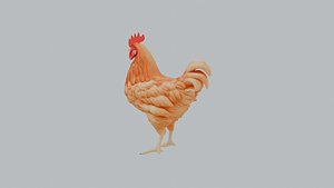 Cartoon Chicken Rooster High Detail 3D Character Model