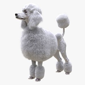 Poodle 3D model
