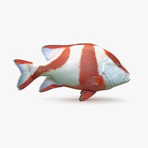 3D model red emperor snapper