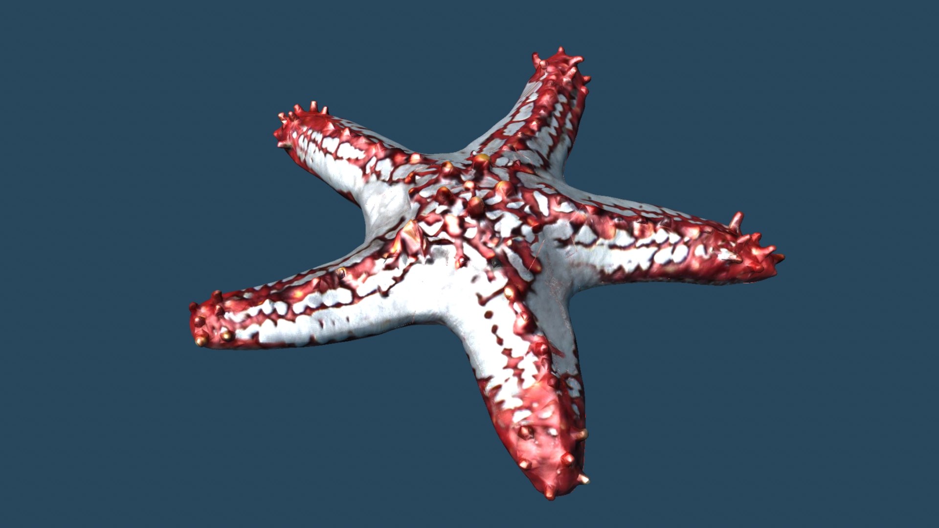 3d starfish turbosquid 2191438