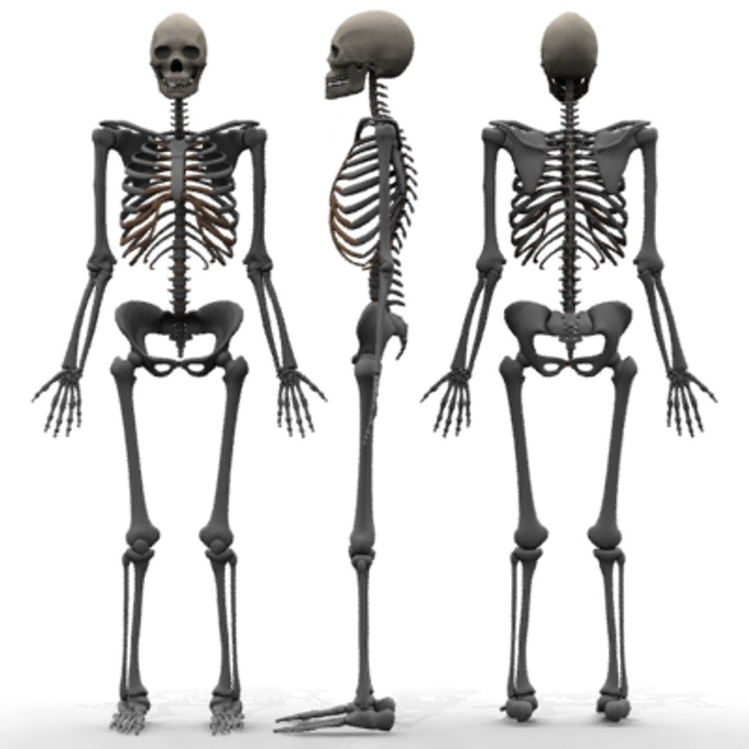 3d Model Female Skeleton