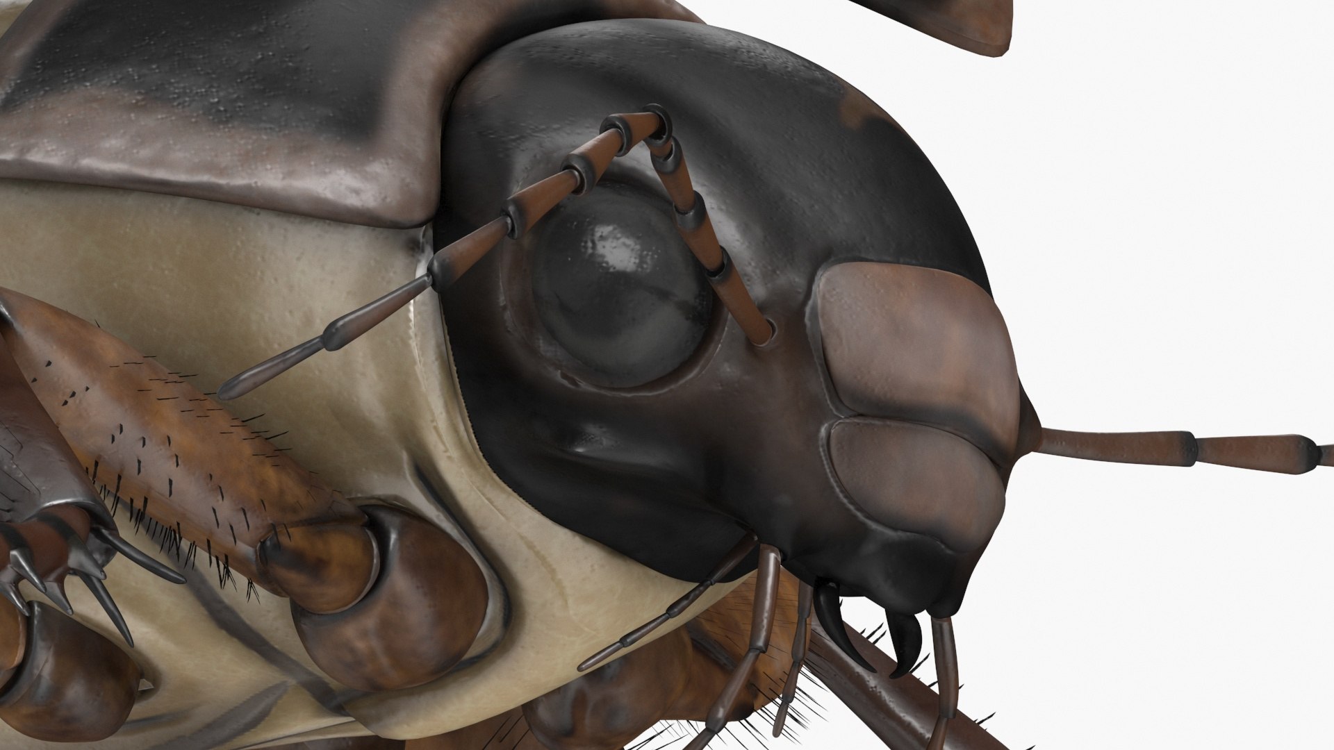 Aquatic Beetle Black Flying 3D Model - TurboSquid 2242010