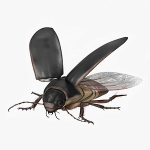 Aquatic Beetle Black Flying