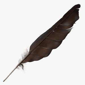 Dark Bird Feather