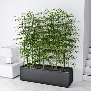 Bamboo 02