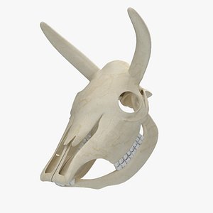 3D cow skeleton skull model