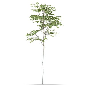 Birch