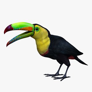 toucan color 3D model