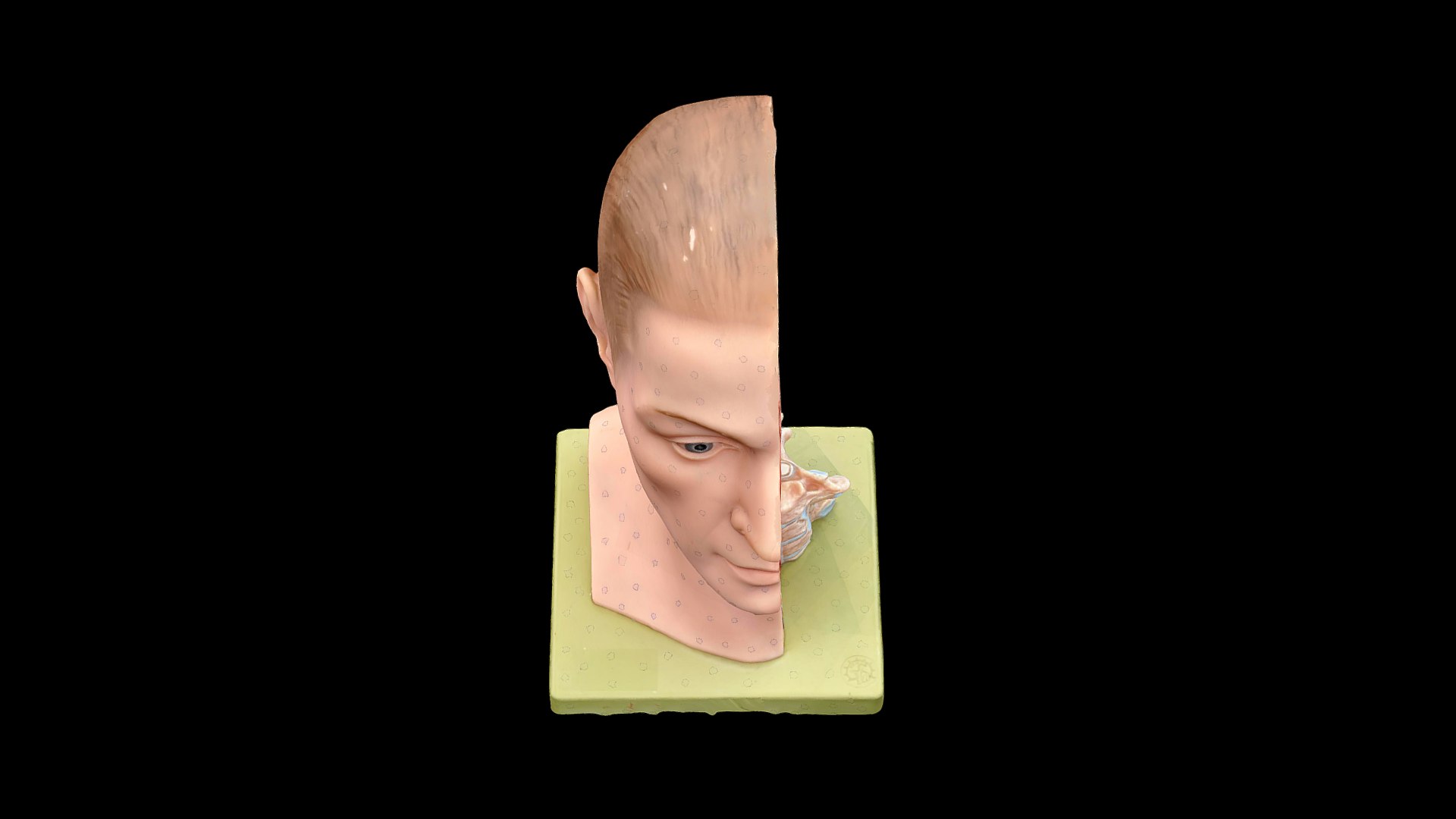 3D anatomy head brain model https://p.turbosquid.com/ts-thumb/Jz/F6Nyds/AW/preview06/png/1610883985/1920x1080/fit_q87/76259786abe4f59d9ea69caa4c8f0a1103664382/preview06.jpg