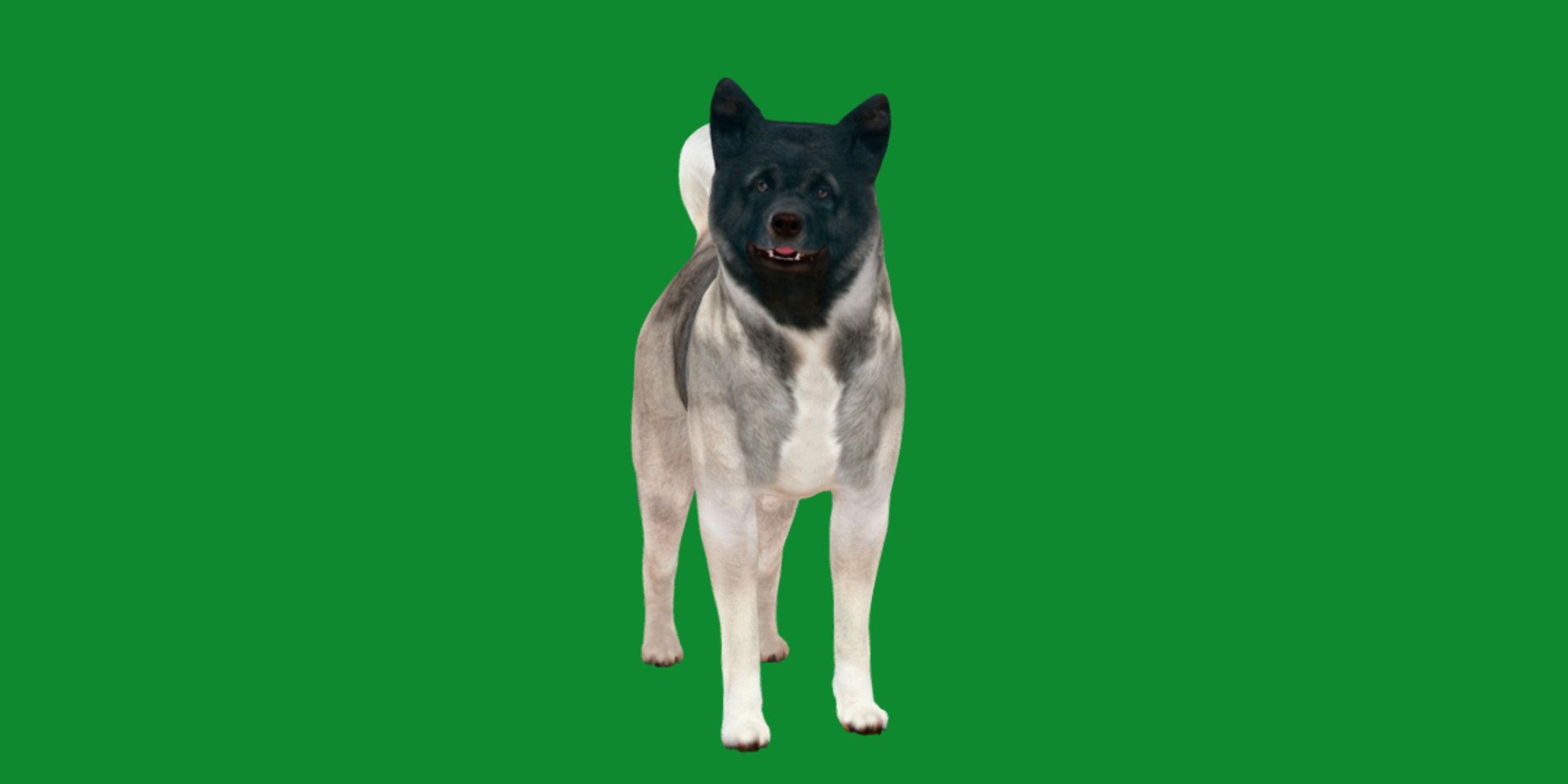 3D American Akita Dog model https://p.turbosquid.com/ts-thumb/Jz/GMtQIc/28/american_akita9/png/1729022505/1920x1080/fit_q87/1518bf817a19b45f2ed154bd45d7b7b5491c008c/american_akita9.jpg