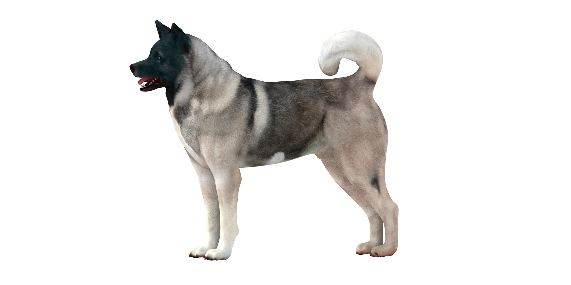 3D American Akita Dog model https://p.turbosquid.com/ts-thumb/Jz/GMtQIc/7K/american_akita/png/1729022529/1920x1080/fit_q87/fff1d3646407ffe96b940fcc5b60da48a1dda7f2/american_akita.jpg