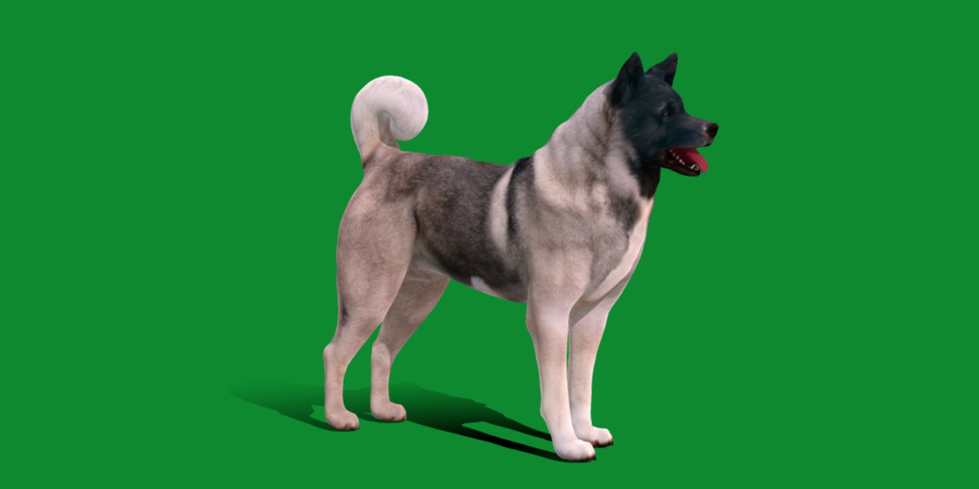 3D American Akita Dog model https://p.turbosquid.com/ts-thumb/Jz/GMtQIc/8s/american_akita2/png/1729022501/1920x1080/fit_q87/68882601bd5de8fff2336ebb52a413e3a3b45e7c/american_akita2.jpg