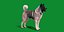 Perro akita americano