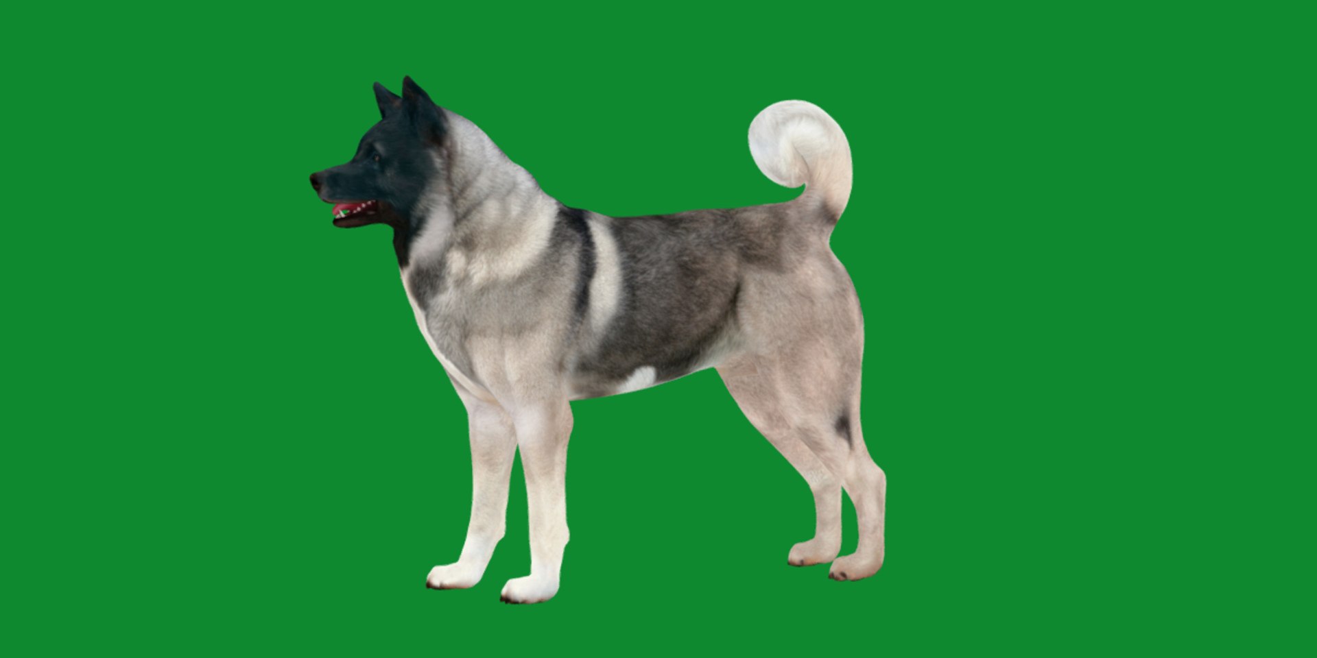 3D American Akita Dog model https://p.turbosquid.com/ts-thumb/Jz/GMtQIc/AP/american_akita10/png/1729022506/1920x1080/fit_q87/7f3bfdb9a754edc51e28cfe92a17c43e0a760943/american_akita10.jpg