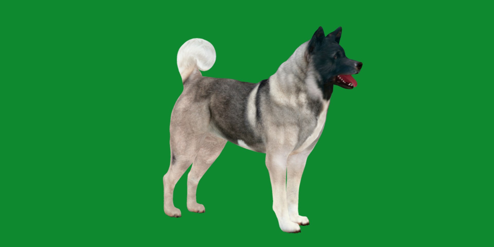 3D American Akita Dog model https://p.turbosquid.com/ts-thumb/Jz/GMtQIc/NH/american_akita5/png/1729022503/1920x1080/fit_q87/c541d72bea38f04ed82b70b77d628e8fbb81beec/american_akita5.jpg