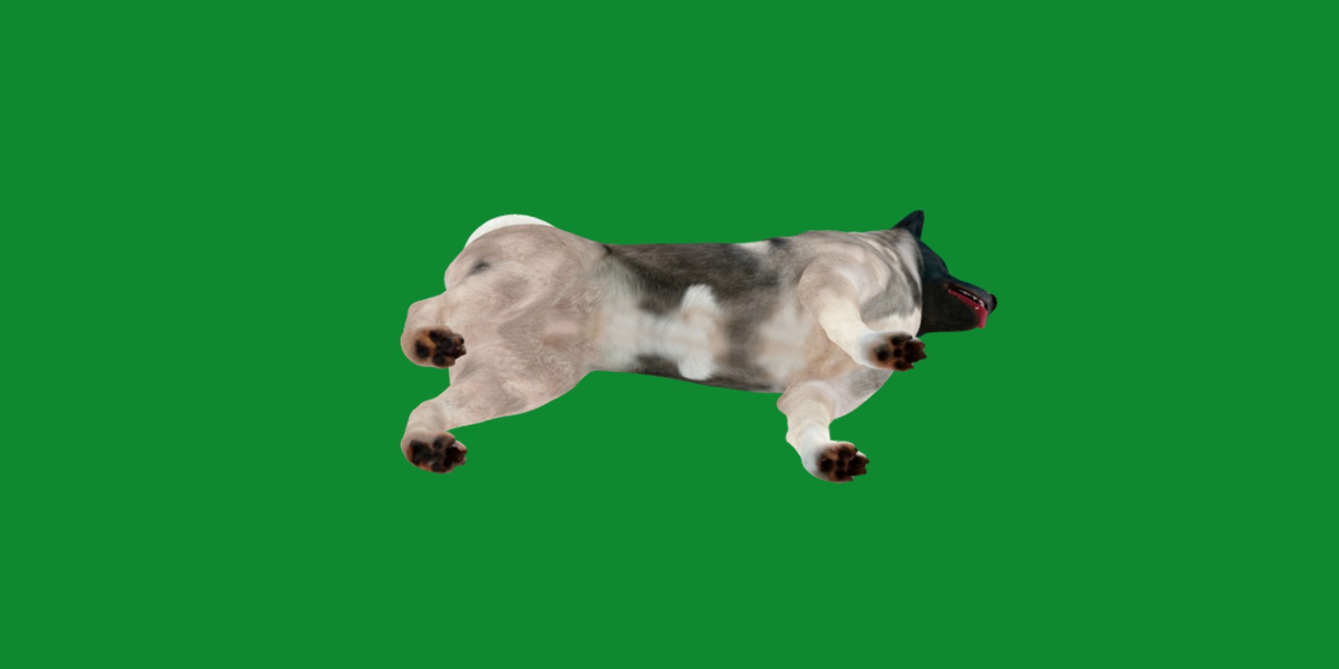 3D American Akita Dog model https://p.turbosquid.com/ts-thumb/Jz/GMtQIc/Ot/american_akita11/png/1729022507/1920x1080/fit_q87/13ebb20da7c18143f94fb7876ca5381bd1118478/american_akita11.jpg