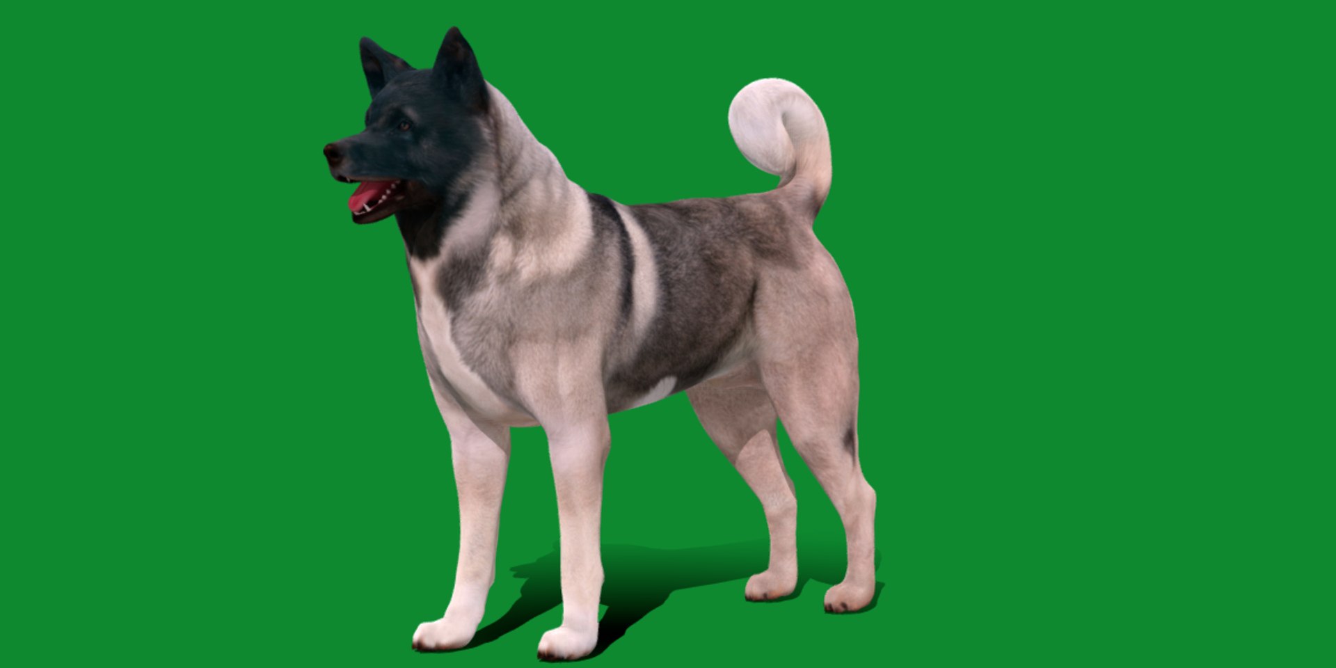3D American Akita Dog model https://p.turbosquid.com/ts-thumb/Jz/GMtQIc/PI/american_akita18/png/1729022510/1920x1080/fit_q87/e27ebb54abe24e8dc552a14810a9a62f45a057e5/american_akita18.jpg