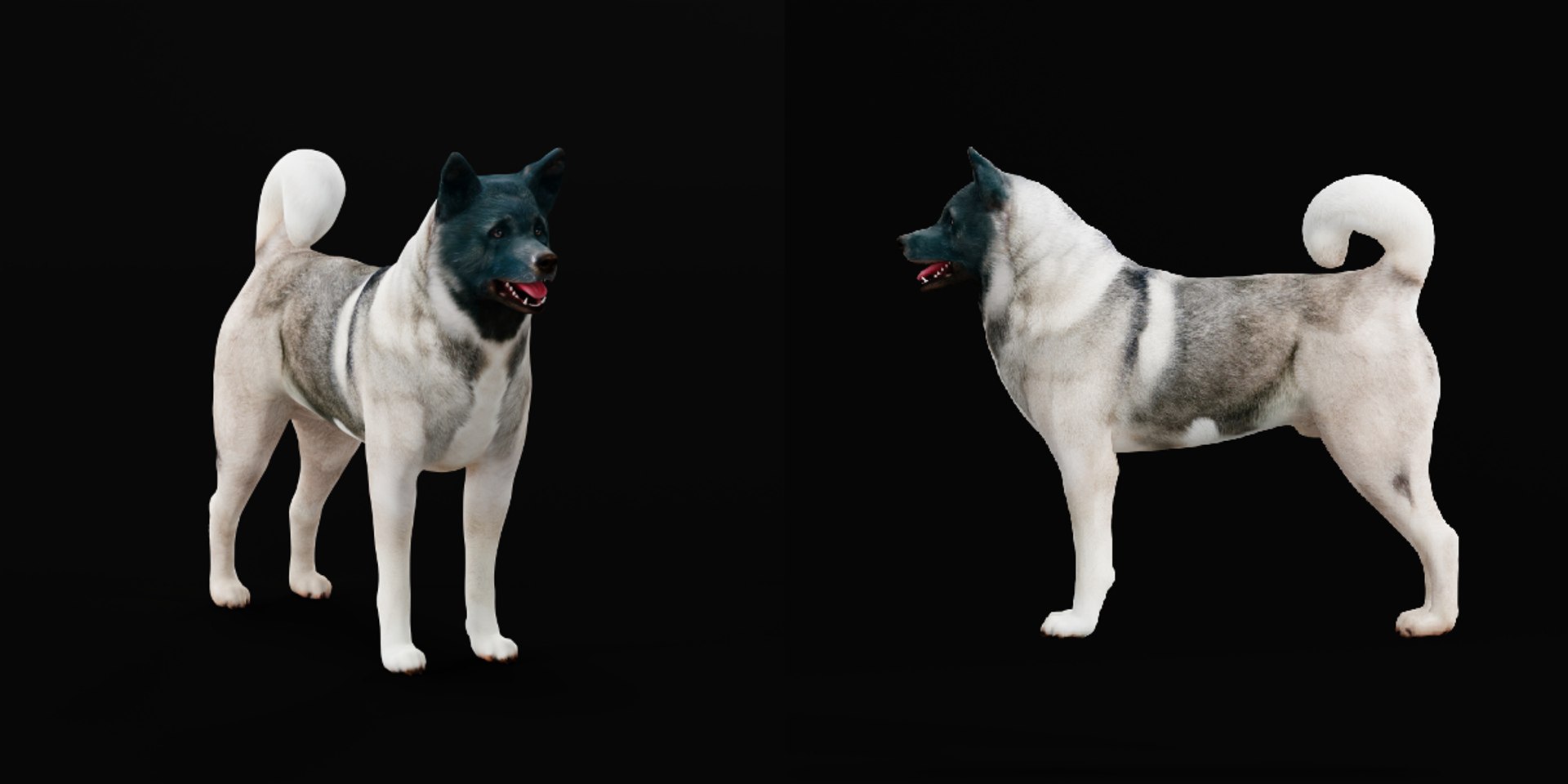 3D American Akita Dog model https://p.turbosquid.com/ts-thumb/Jz/GMtQIc/fR/american_akita_dog_breed2/png/1729022495/1920x1080/fit_q87/9d6c89b9b362f264092aebeff855e0d5aa77e323/american_akita_dog_breed2.jpg