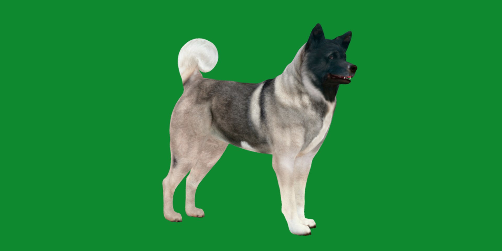 3D American Akita Dog model https://p.turbosquid.com/ts-thumb/Jz/GMtQIc/l6/american_akita8/png/1729022505/1920x1080/fit_q87/fe54a908cd34a66aefb4278084ee0b286d4d767c/american_akita8.jpg