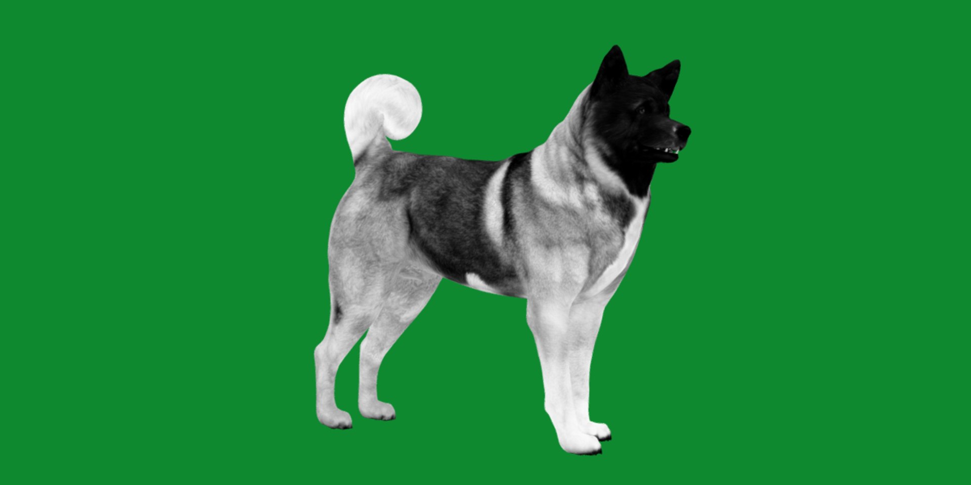 3D American Akita Dog model https://p.turbosquid.com/ts-thumb/Jz/GMtQIc/mG/american_akita16/png/1729022509/1920x1080/fit_q87/3d59e81cd14d8b1e9d01b9dbf10ef6ad180430d3/american_akita16.jpg