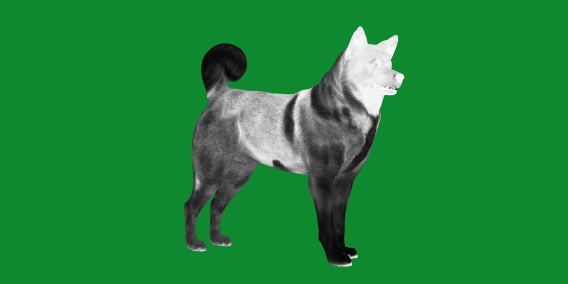 3D American Akita Dog model https://p.turbosquid.com/ts-thumb/Jz/GMtQIc/r5/american_akita17/png/1729022510/1920x1080/fit_q87/b86add369d009070d00c6f10bd369c49380599c0/american_akita17.jpg